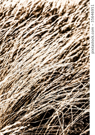 the abstract texture of a yellow grass 35646951