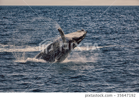 in australia a free whale in the ocean in australia a free whale in the ocean 35647192