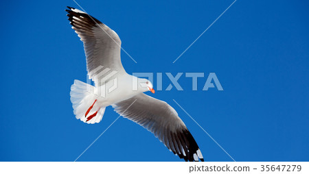 a white free seagull flying in the clear sky 35647279