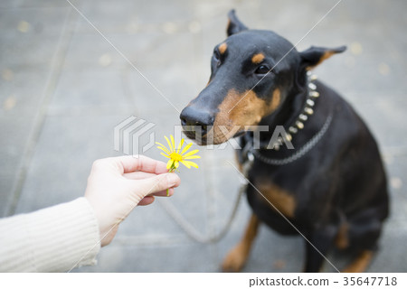 Dolmen sniffing the scent of flowers 35647718
