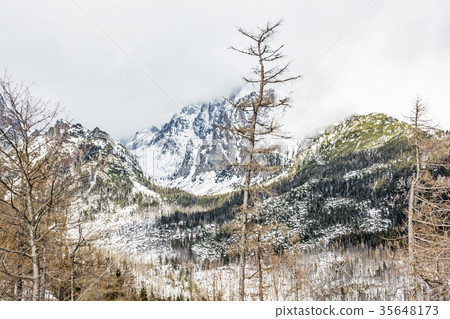 Spruce forest after natural disaster, High Tatras 35648173