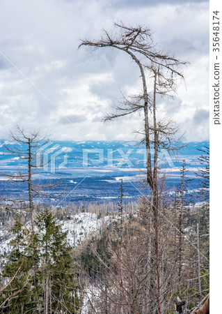 Spruce forest after natural disaster, High Tatras 35648174