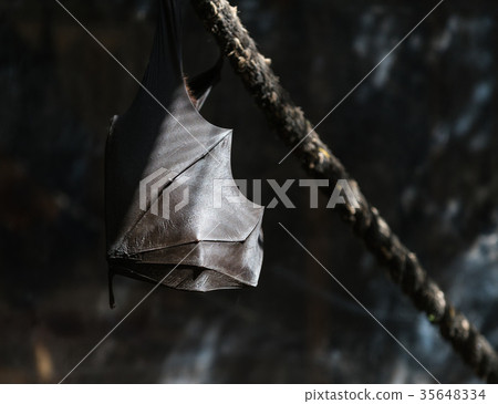 flying foxes in the wild flying foxes in the wild 35648334