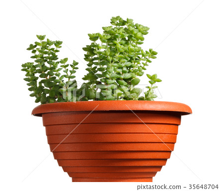 Crassula monticola in pot 35648704