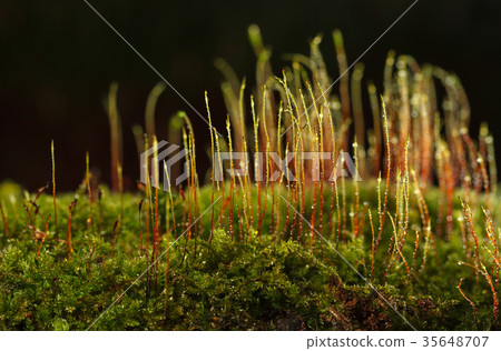 Red sporophytes 35648707