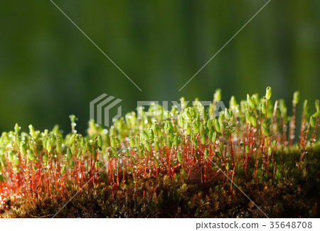Mossy forest floor 35648708
