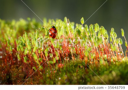 Moss and ladybug after rain Moss and ladybug after rain 35648709
