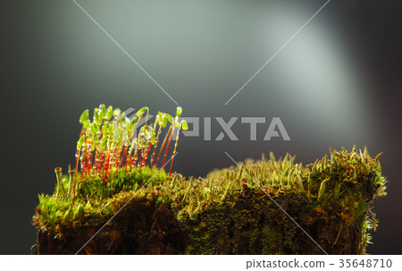 Moss patch on old stump 35648710
