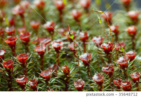 Moss seta and drops Moss seta and drops 35648712