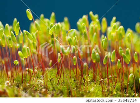 Red capsules on red stalks 35648714