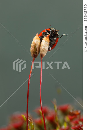 Beetle wave leg from moss seta Beetle wave leg from moss seta 35648720
