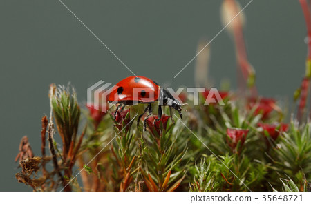 Ladybird on blossom moss on forest floor Ladybird on blossom moss on forest floor 35648721