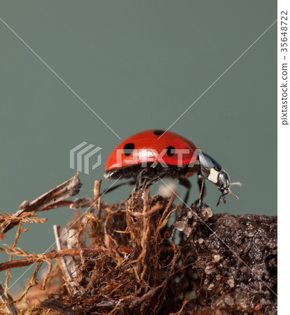 Ladybird on dry peatmoss Ladybird on dry peatmoss 35648722