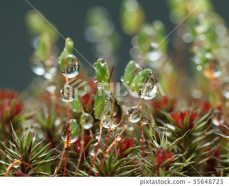 Big drops on moss 35648723