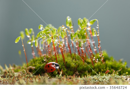 Ladybird rests under moss patch Ladybird rests under moss patch 35648724