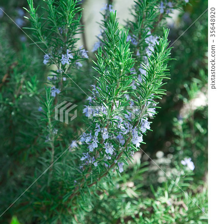 Blooming Rosemary 35648920