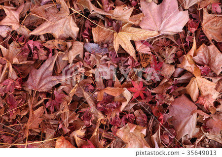 Fallen leaves 35649013