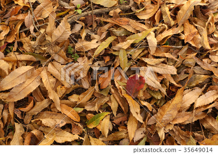 Fallen leaves 35649014