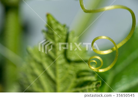 Extremely close up of a plant spiral Extremely close up of a plant spiral 35650545