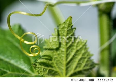 Extremely close up of a plant spiral Extremely close up of a plant spiral 35650546