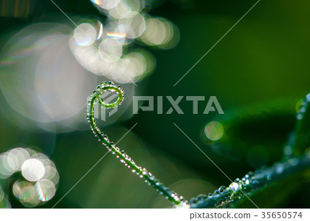 Abstract composition with  dew drops  35650574