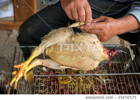 farmer cleans slaughtered chicken for cooking 35650575