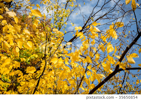 branch with yellow leaves branch with yellow leaves 35650854