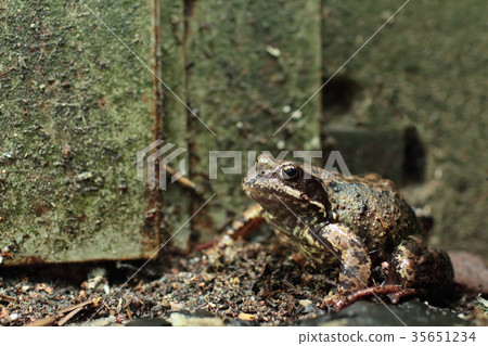 Goggle-eyed Toad Goggle-eyed Toad 35651234