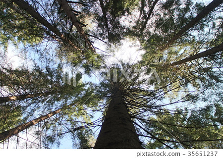 high trees overhead in blue sky high trees overhead in blue sky 35651237