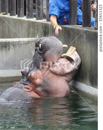 餵養河馬的臀部 餵養河馬的臀部 35651325
