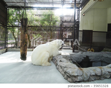 動物園的偶像，北極熊片 35651328