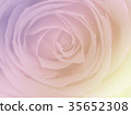 Close up of a beautiful pink rose 35652308