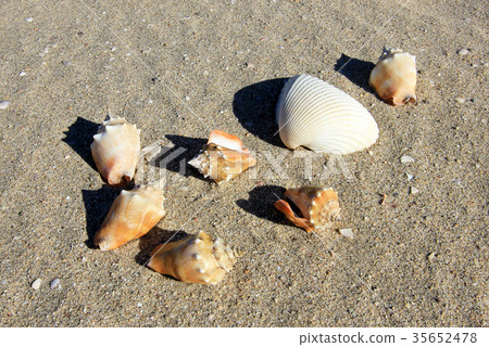 Seashells on the sand of a beach, Baja California 35652478