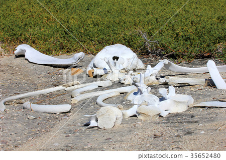 Whalebones on the bay of San Ignacio Lagoon, Baja 35652480