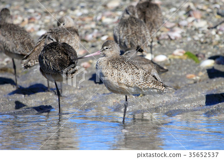 A Wader, Tringa bird, in Baja California, Mexico 35652537