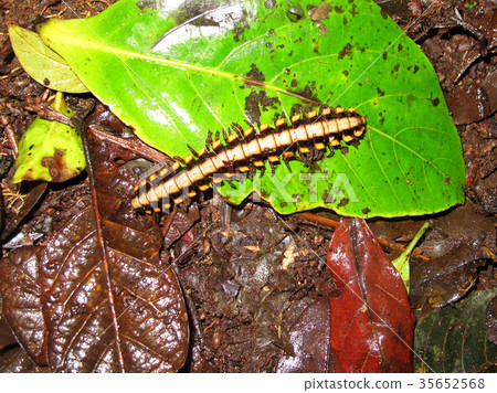 Polydesmid or flat-backed millipede in the 35652568