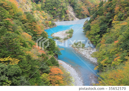 Suspension bridge of the autumn Shibatakyo dream 35652570