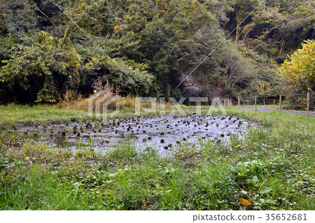 Yokohama City, Autumn Segami no Mori 35652681
