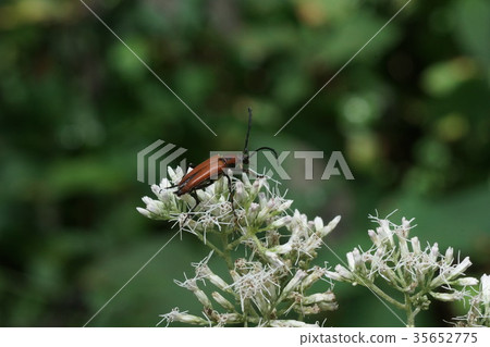 紅手洋甘菊吮吸花蜜 35652775