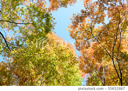 Zelkowa秋葉 35652867