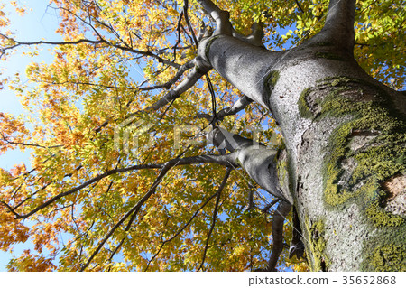 Zelkowa秋葉 35652868