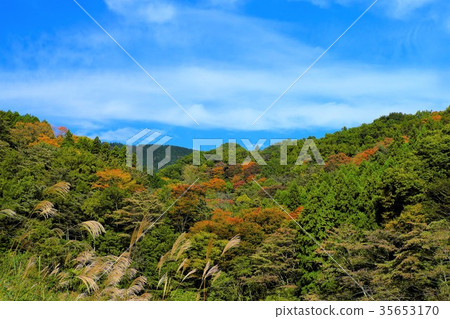 Yakuradake開始變色 Yakuradake開始變色 35653170