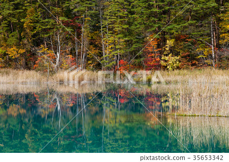 Goshikinuma Autumn leaves 35653342