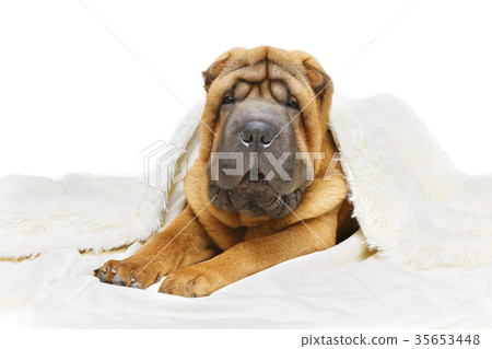 shar pei puppy under plaid 35653448
