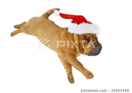shar pei puppy in christmas hat 35653449
