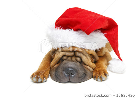 shar pei puppy in christmas hat shar pei puppy in christmas hat 35653450