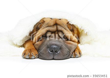 shar pei puppy under plaid 35653451