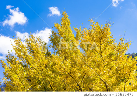 黃色銀杏樹 35653473