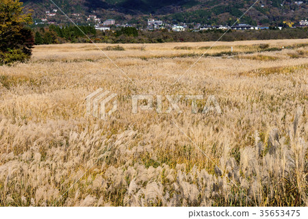 仙石原的秋天特色壽喜原 35653475