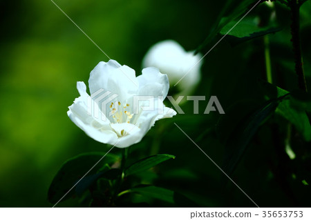 白花綻放 白花綻放 35653753